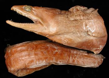 Media type: image; Ichthyology 32787